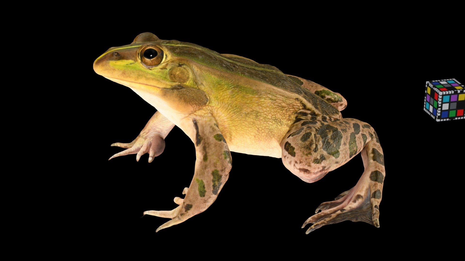 トノサマガエル 🐸 ♂ Black-spotted Pond Frog 3d model