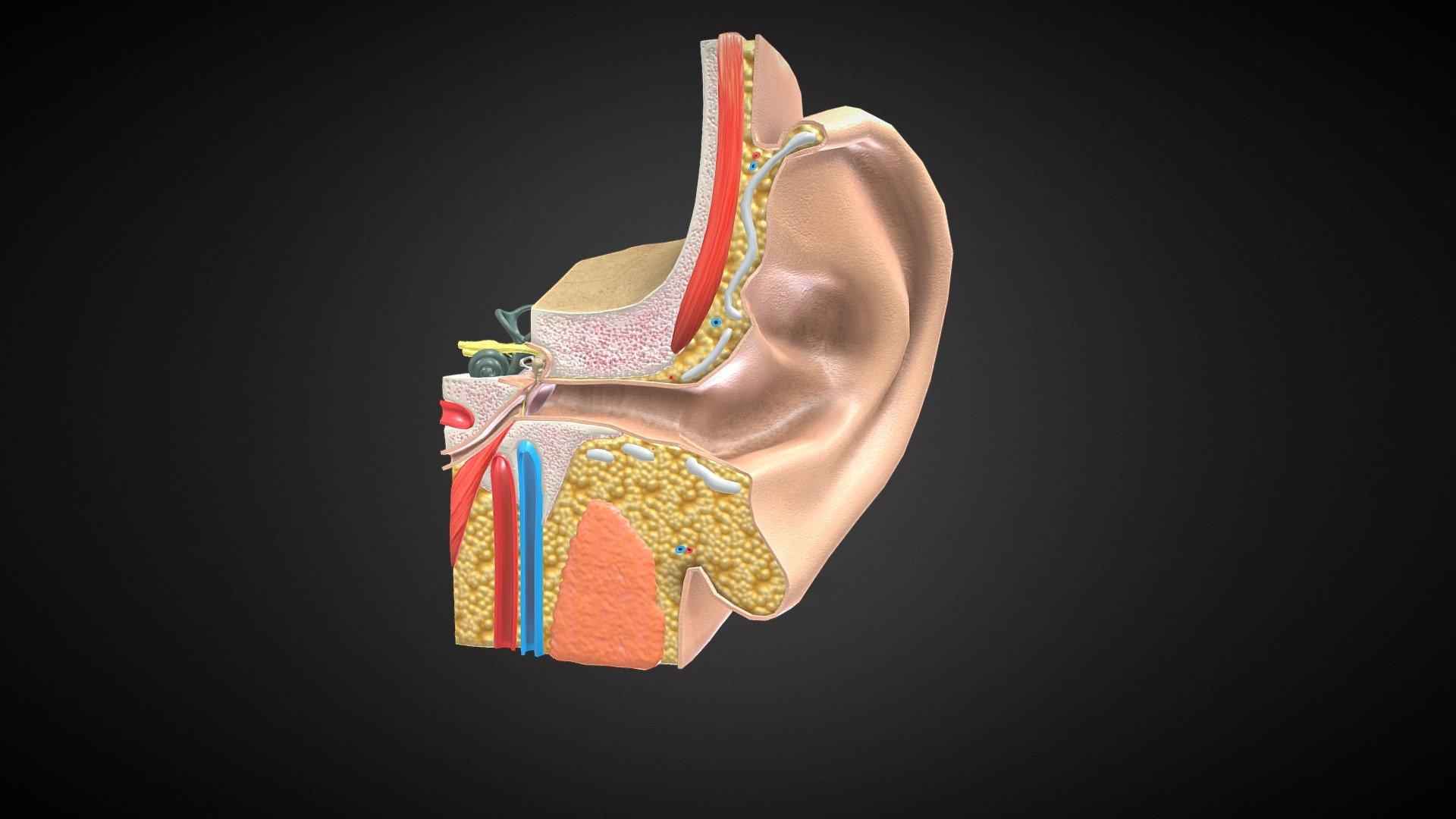 3D Ear Anatomy 3d model