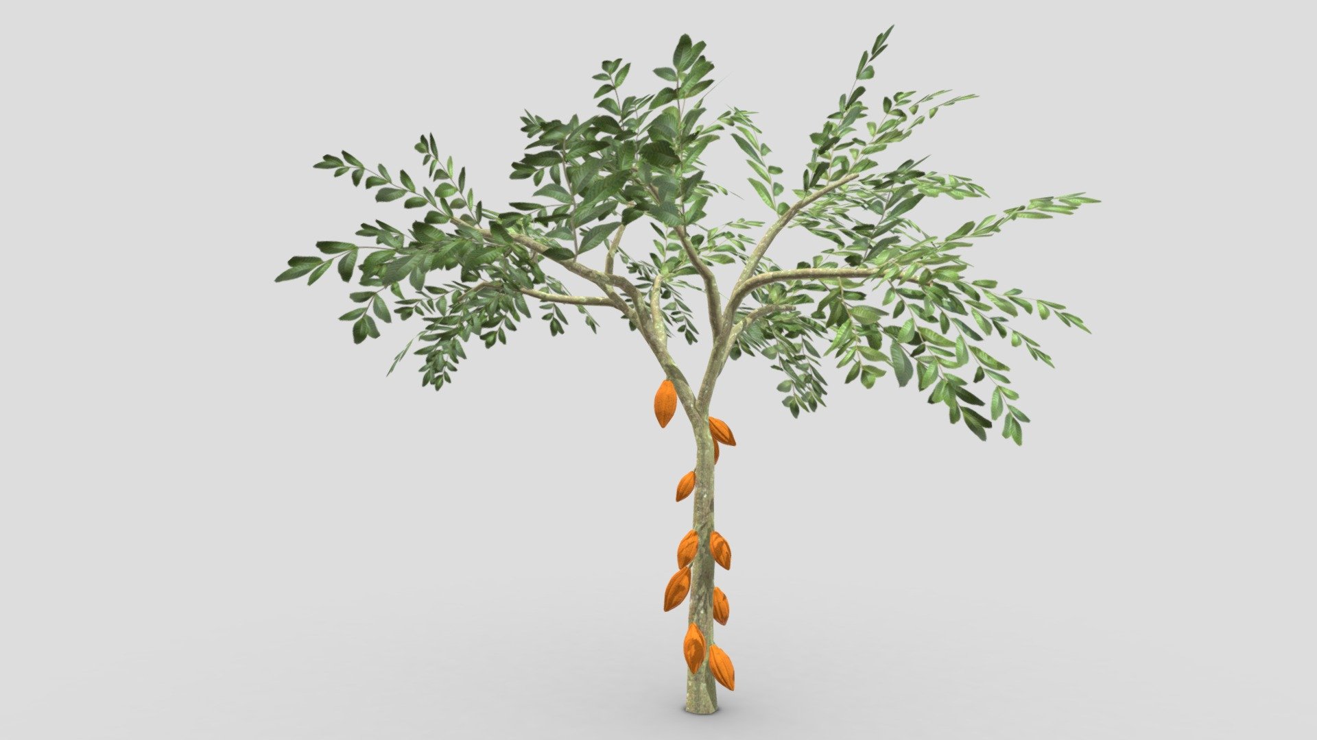 Cacao Tree( Orang Fruit)- 04 3d model