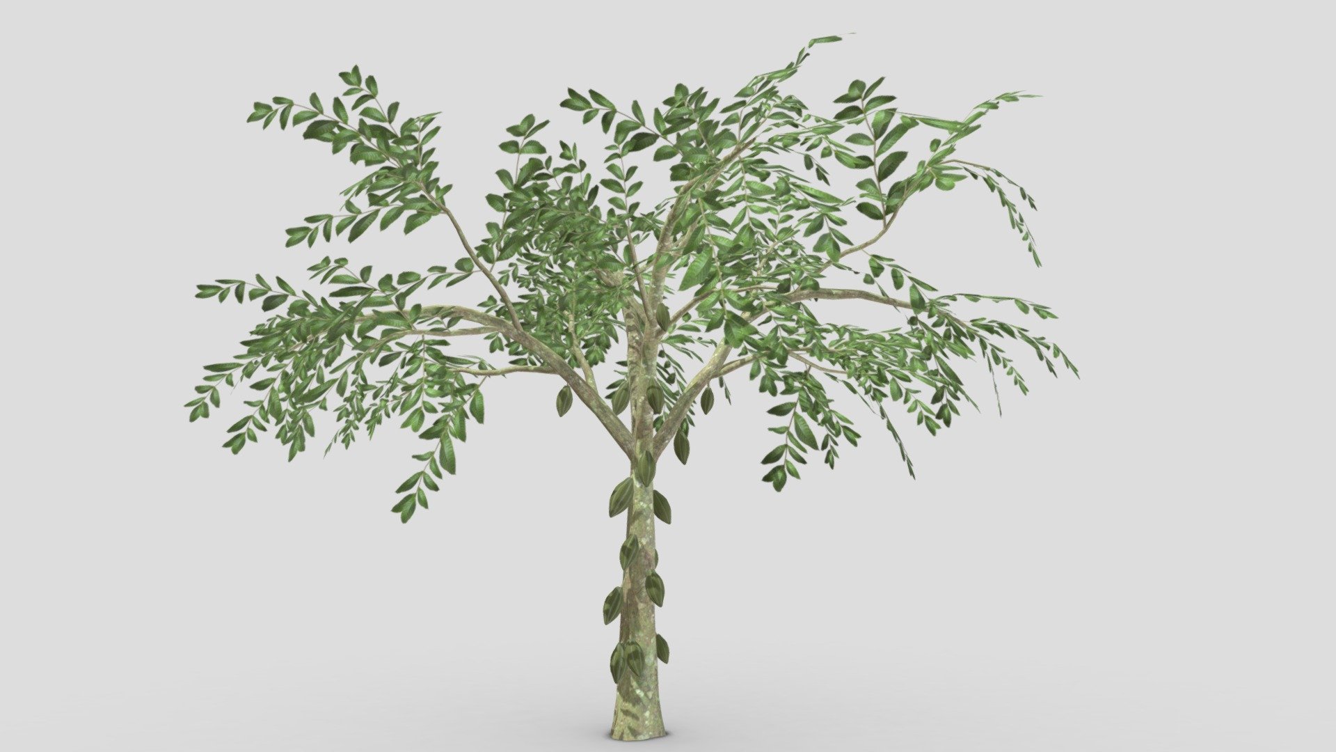 Cacao Tree( Green Fruit)- 06 3d model