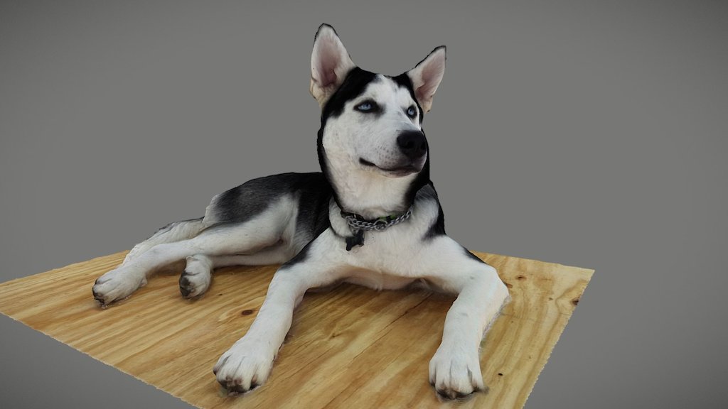 "PO"  a 5 month old husky 3d model