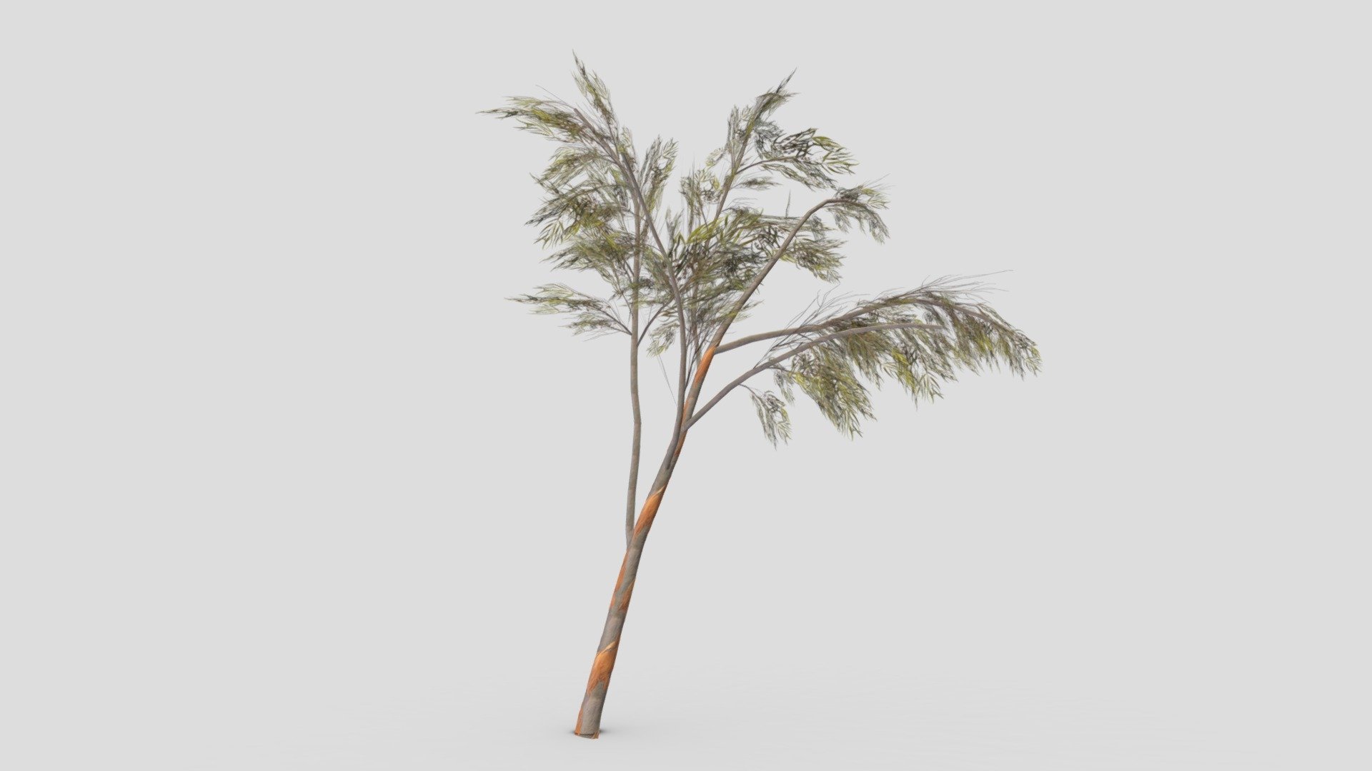 Eucalyptus Tree- 13 3d model