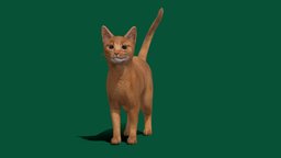 Abyssinian Ginger Cat