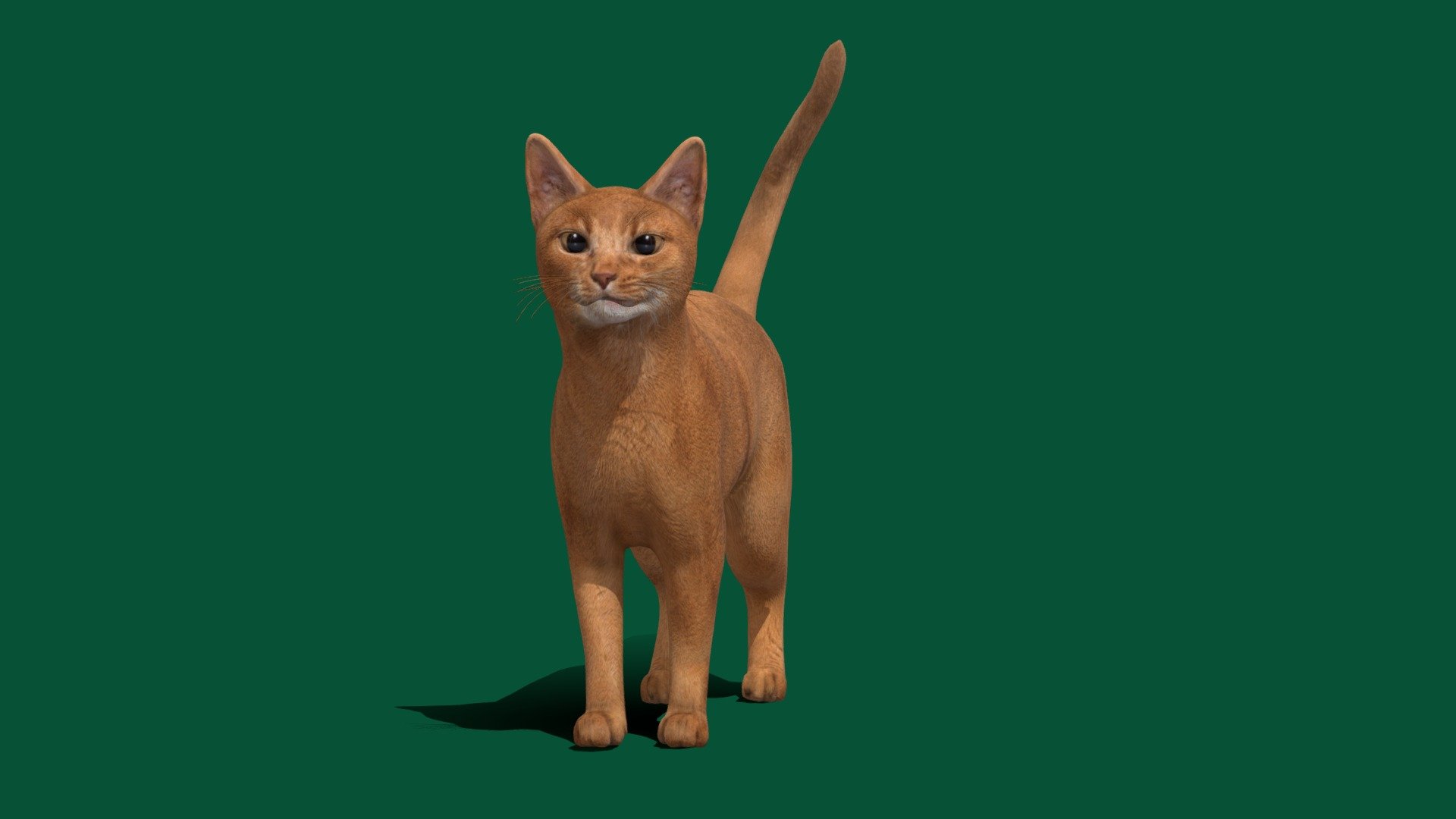 Abyssinian Ginger Cat 3d model