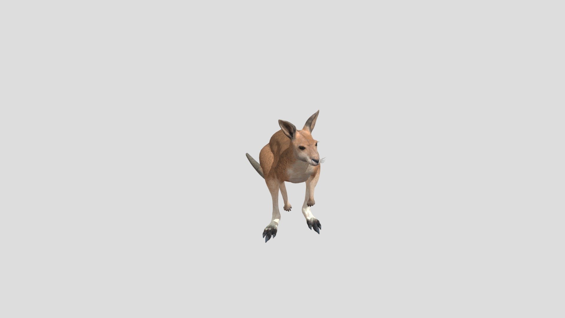 Kangaroo 3d model