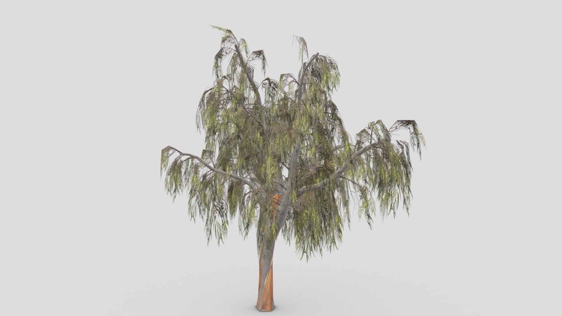 Eucalyptus Tree- 15 3d model