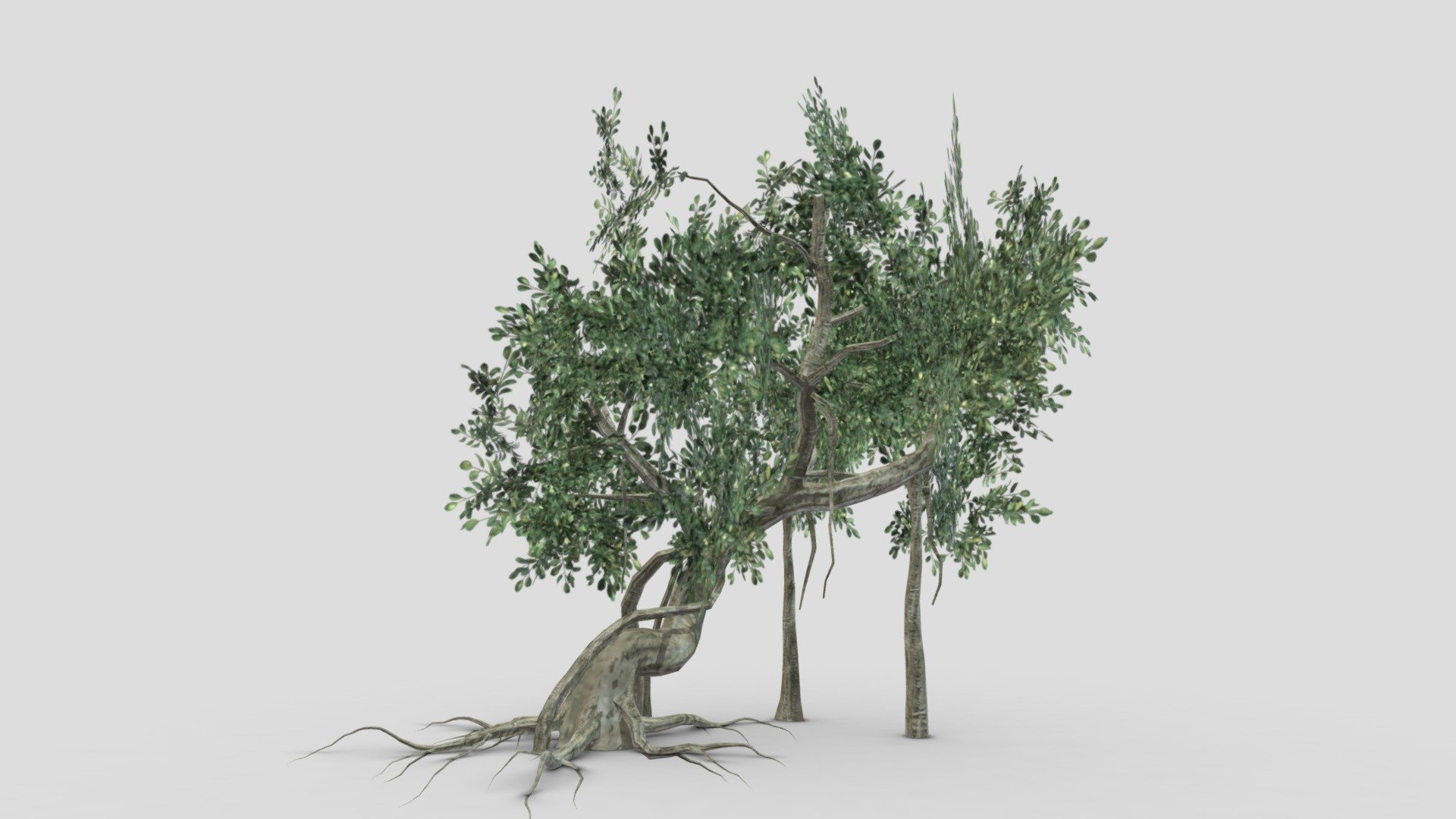 Chinese Banyan Tree- S9- Rev 1 3d model