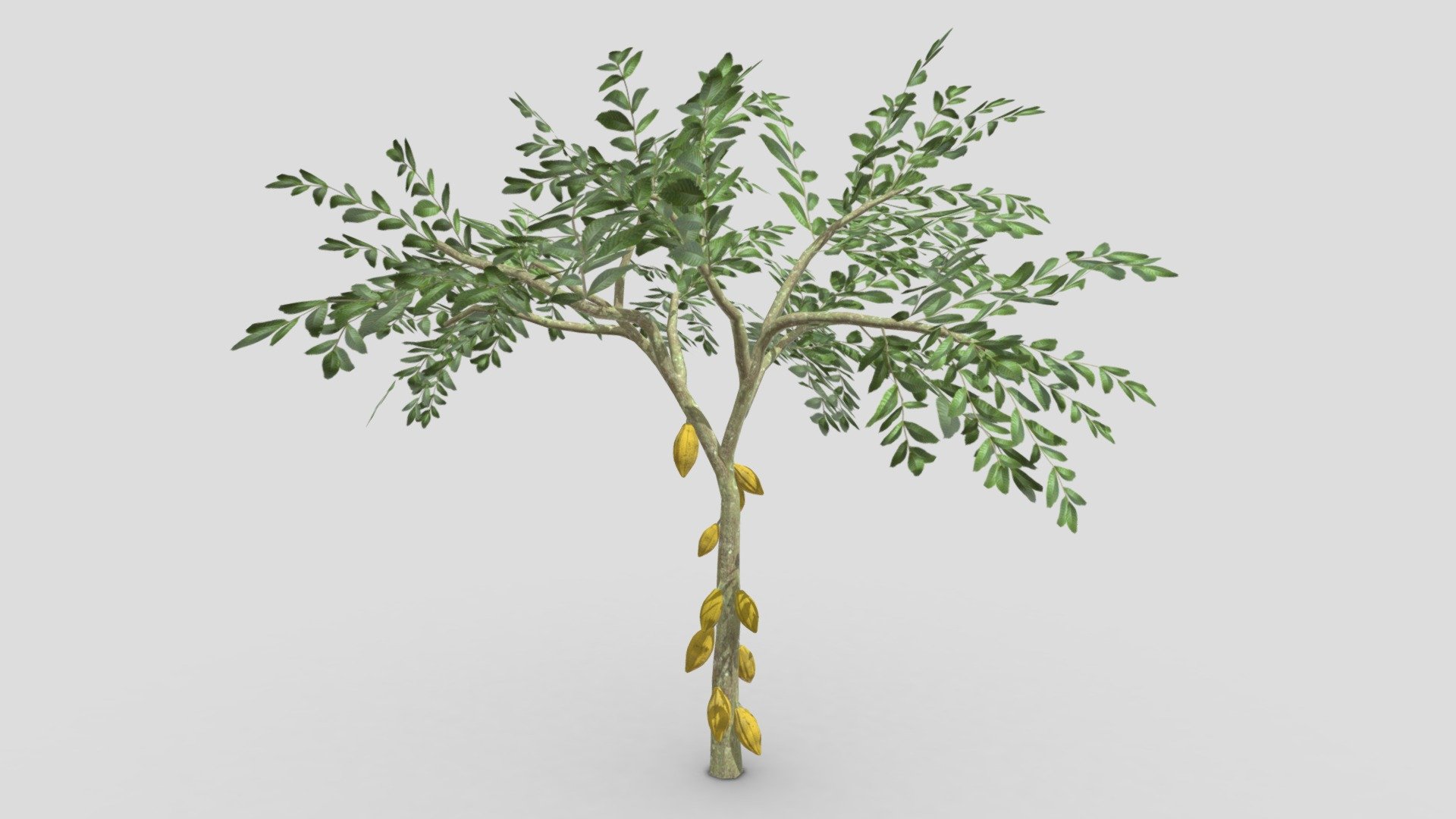 Cacao Tree(Yellow Fruit)- 04 3d model