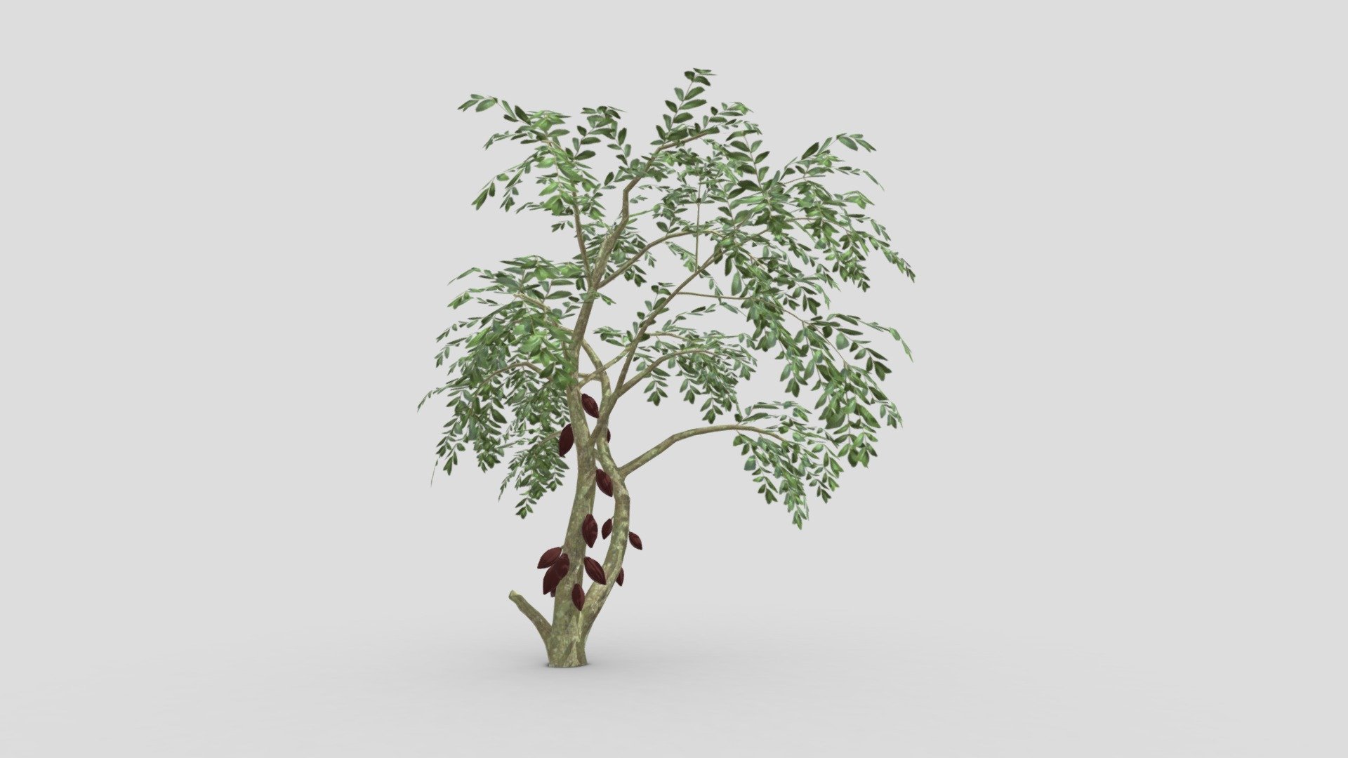 Cacao Tree( Brown Fruit)- 05 3d model