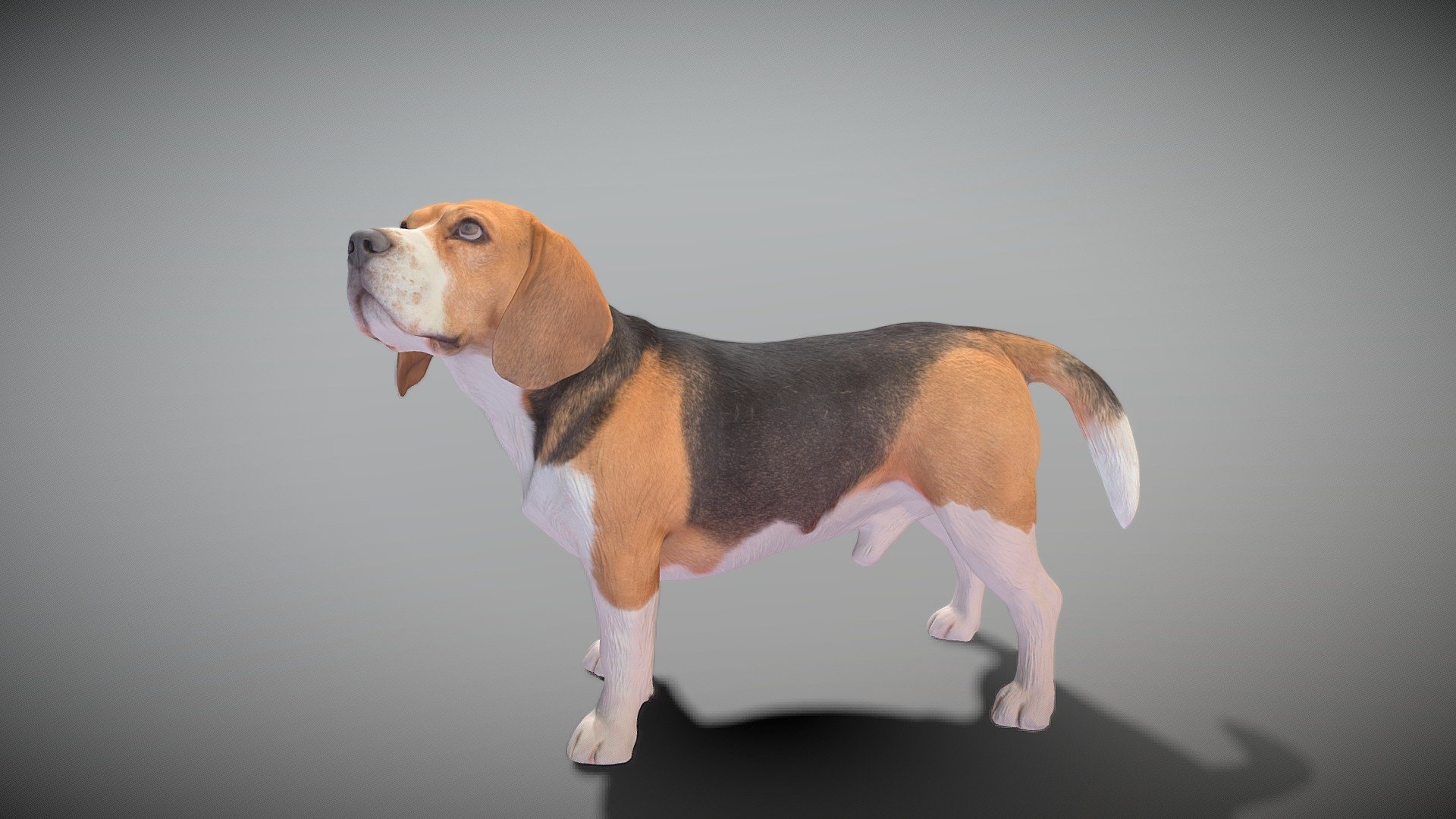 Walking dog 27 3d model