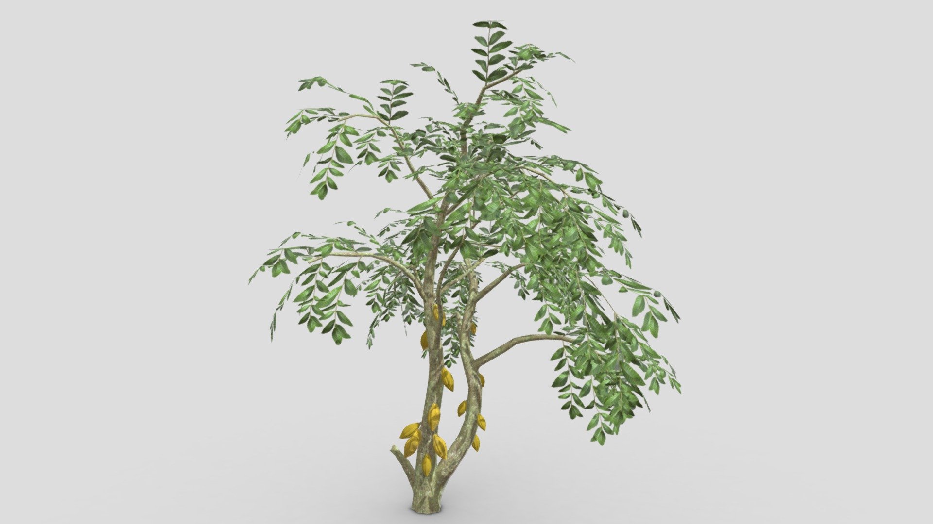 Cacao Tree( Yellow Fruit)- 05 3d model