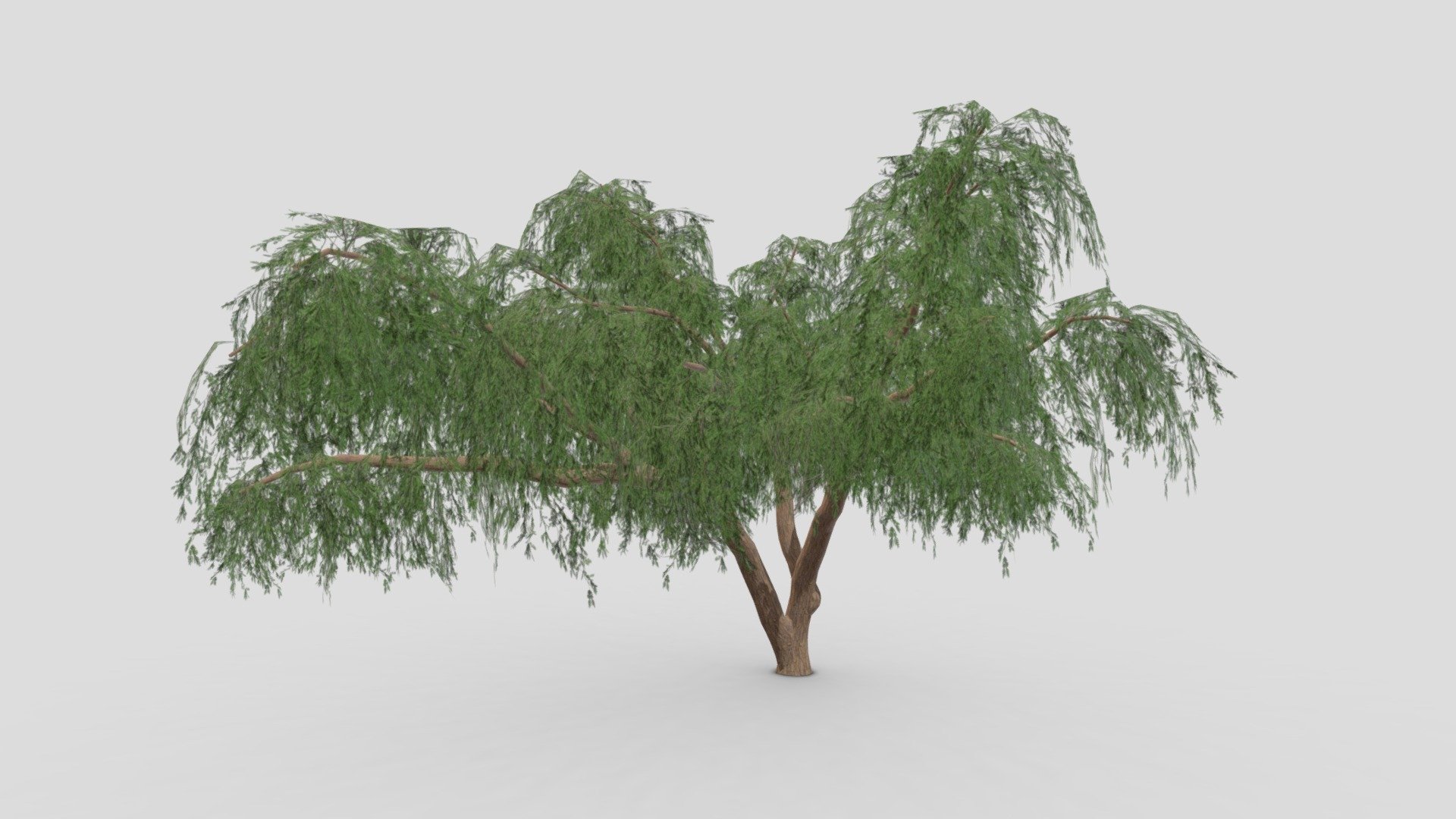 Prosopis Tree- 04 3d model