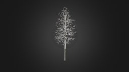 Quaking Aspen with Snow 3D Model 9.7m