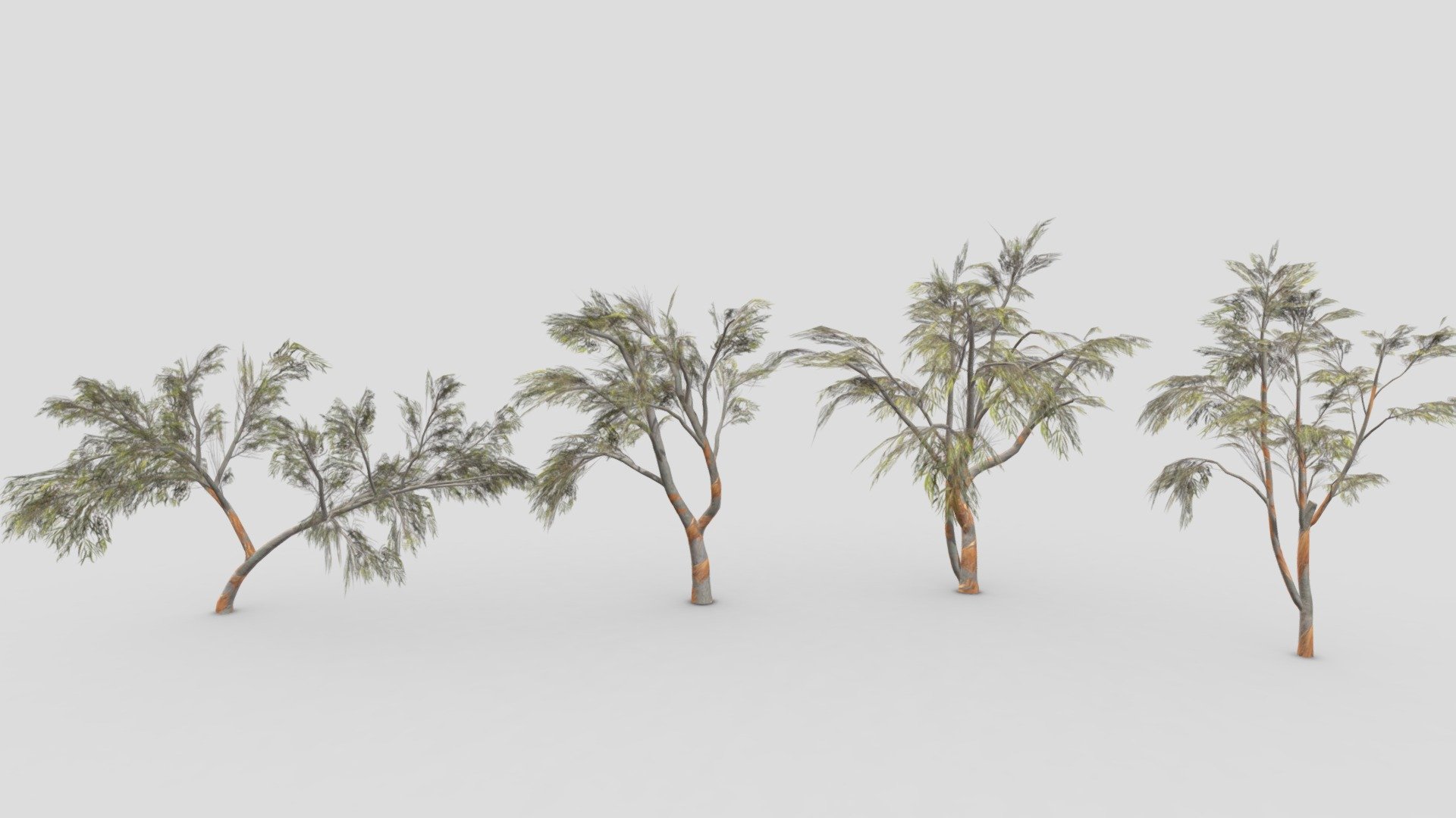 Eucalyptus Tree- Pack- 05 3d model