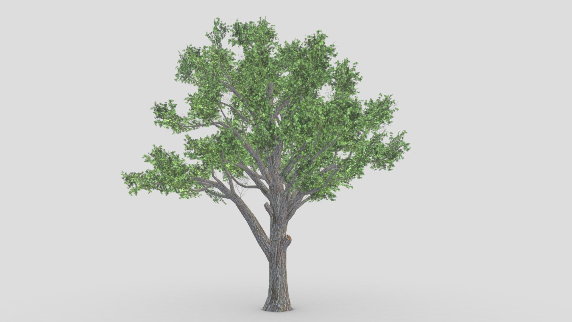 Sugar Maple Tree- 02 3d model