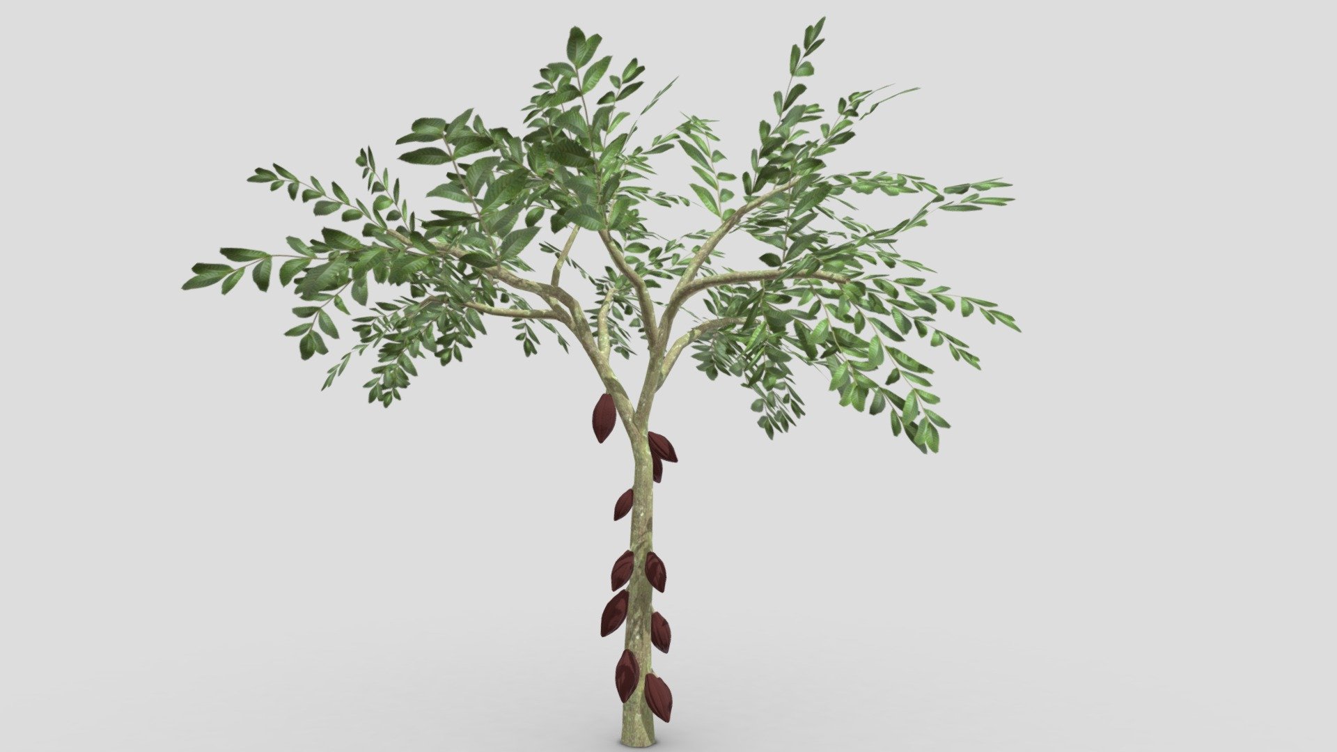 Cacao Tree( Brown Fruit)- 04 3d model