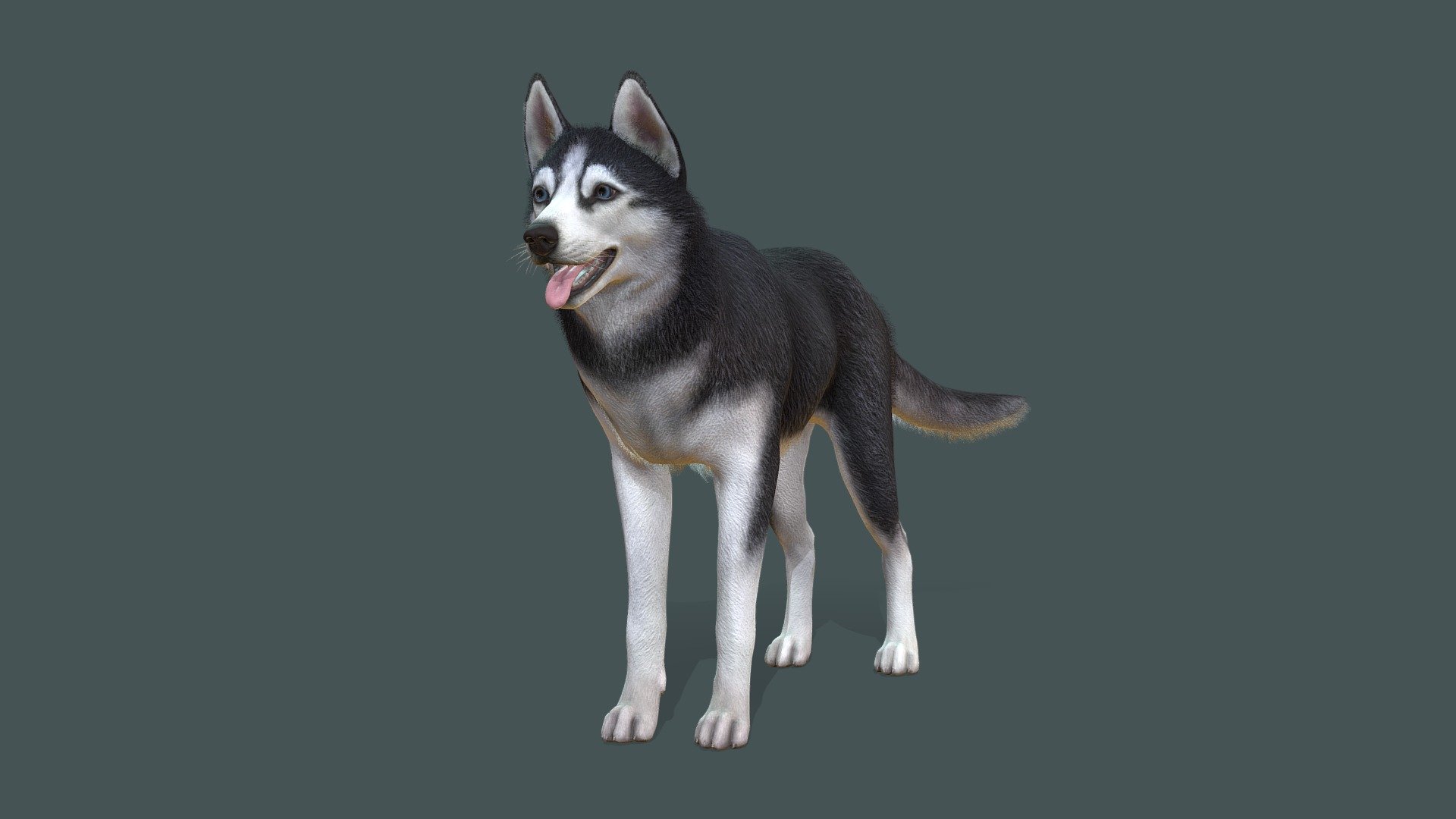 Dog 3d model