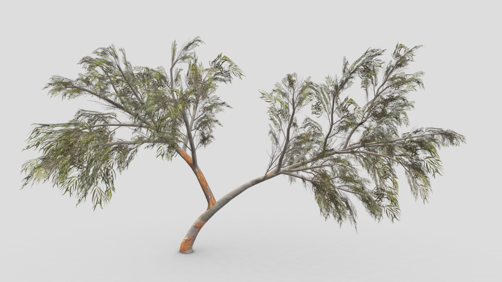 Eucalyptus Tree- 17 3d model