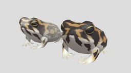 common rain frog アメフクラガエル