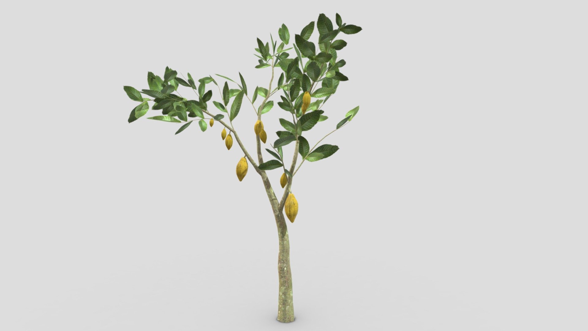 Cacao Tree(Yellow Fruit)- 01 3d model