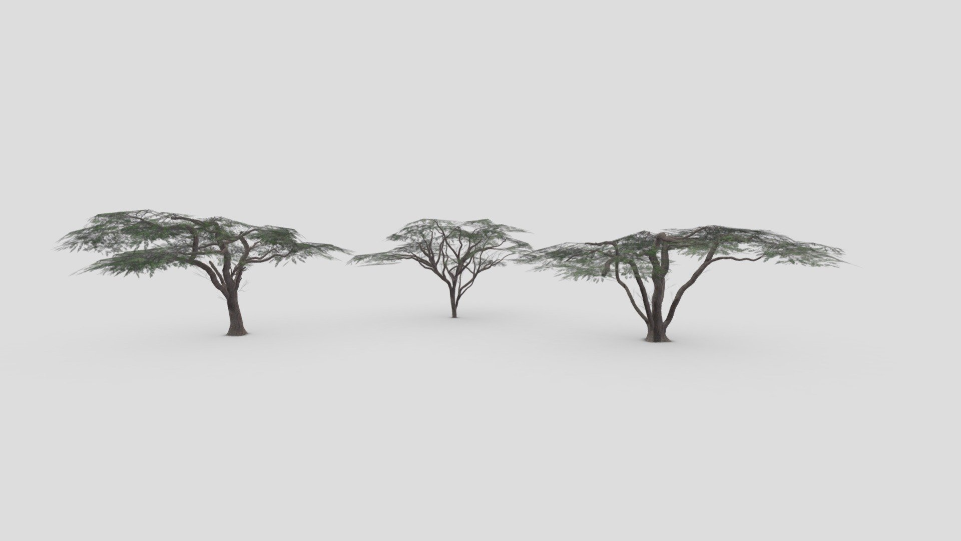 African Tree- Pack-05 3d model