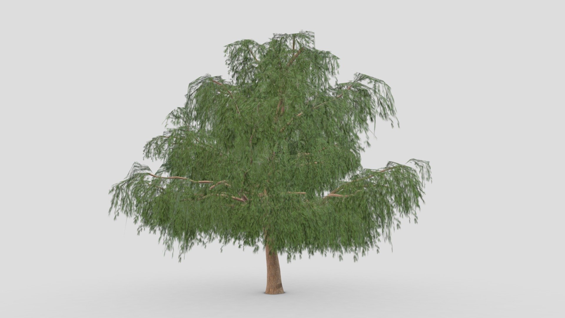 Prosopis Tree- 07 3d model