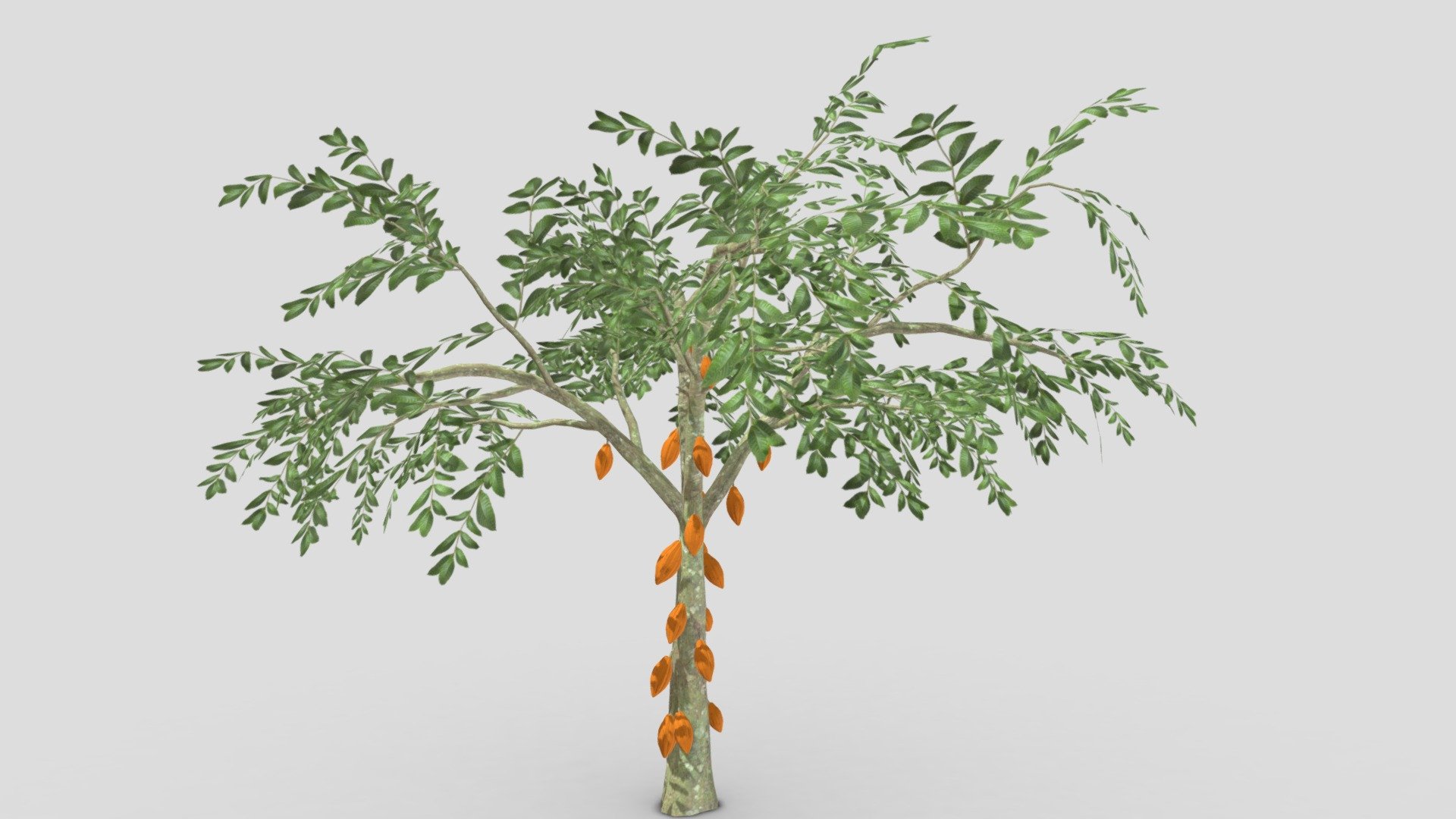 Cacao Tree( Orang Fruit)- 06 3d model