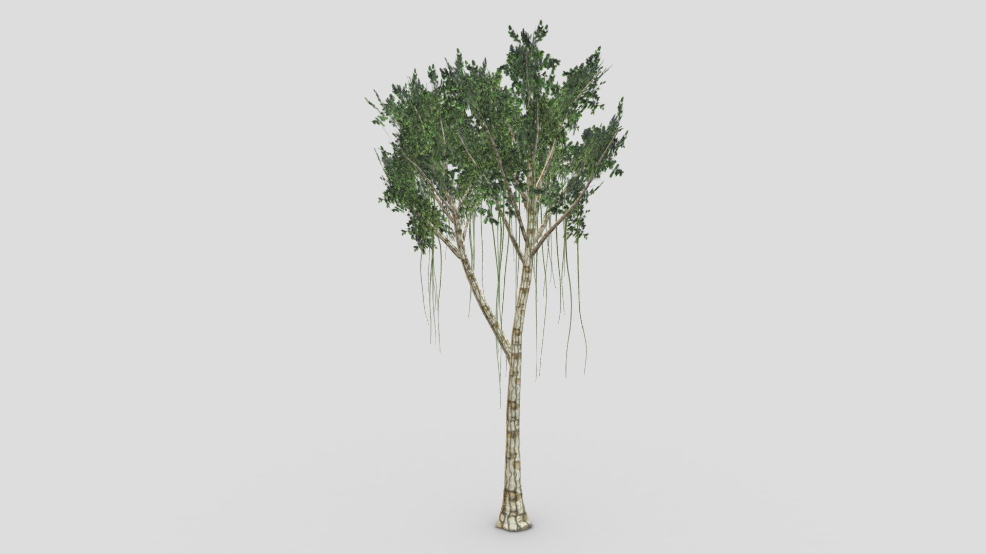 Agarwood Tree- 02 3d model