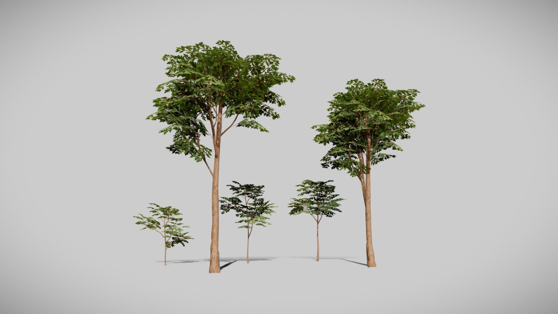 Tall Trees 3d model