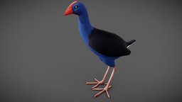 Pukeko Swamp hen