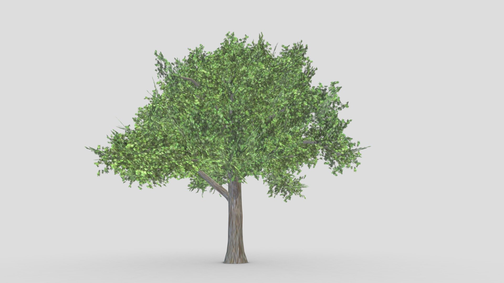 Sugar Maple Tree- 03 3d model