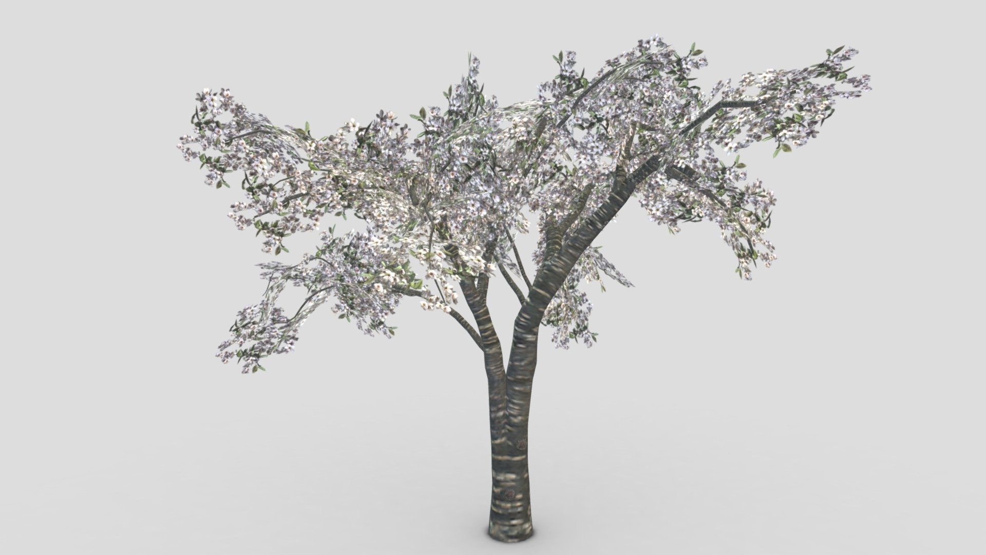 Cherry Blossoms Tree- 01 3d model