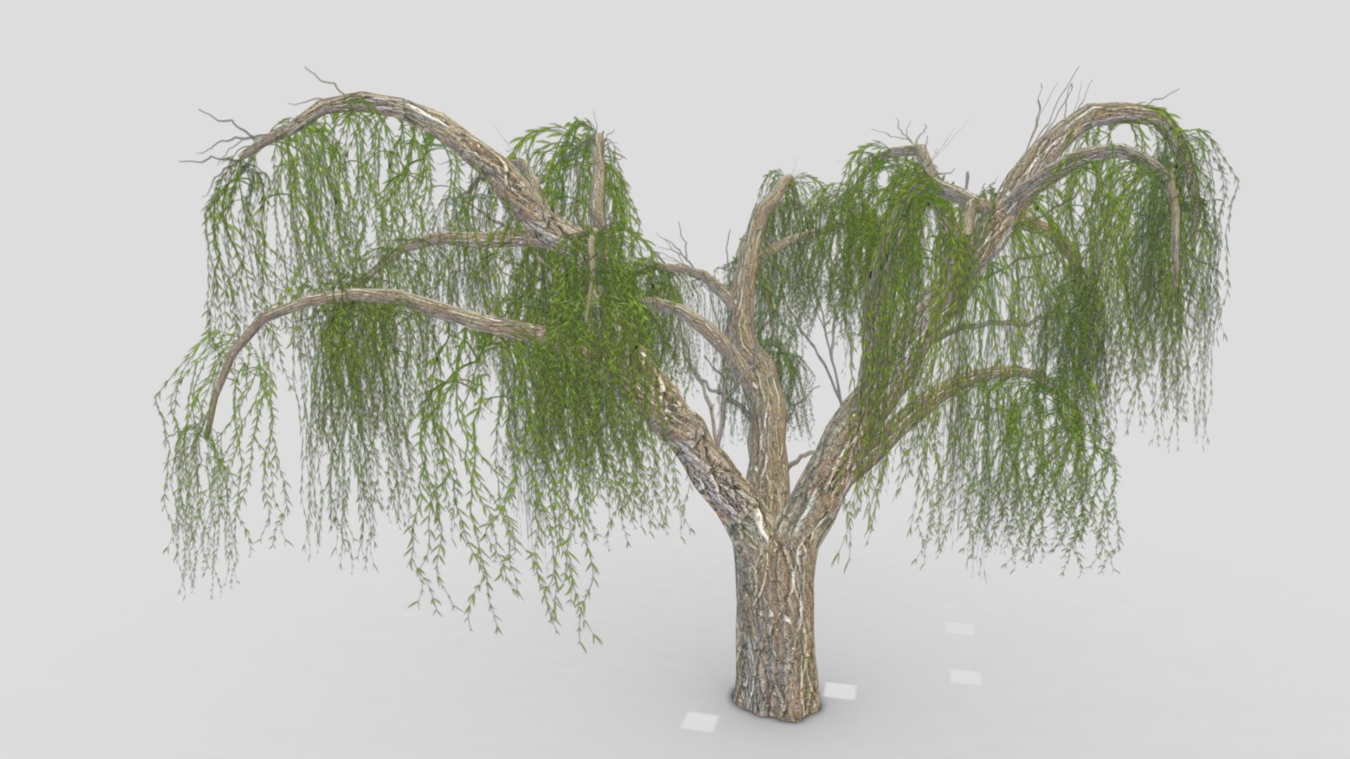 Weeping Willow Tree-10 3d model