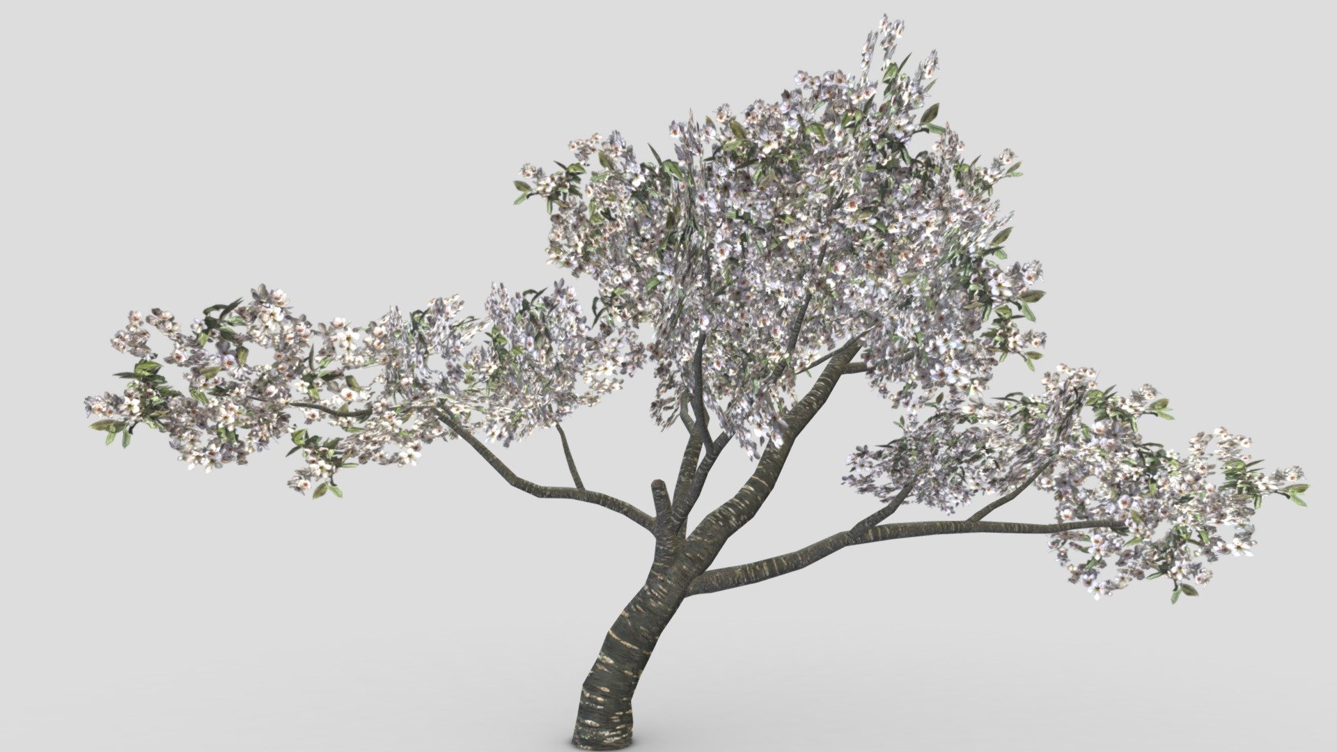 Cherry Blossoms Tree- 03 3d model