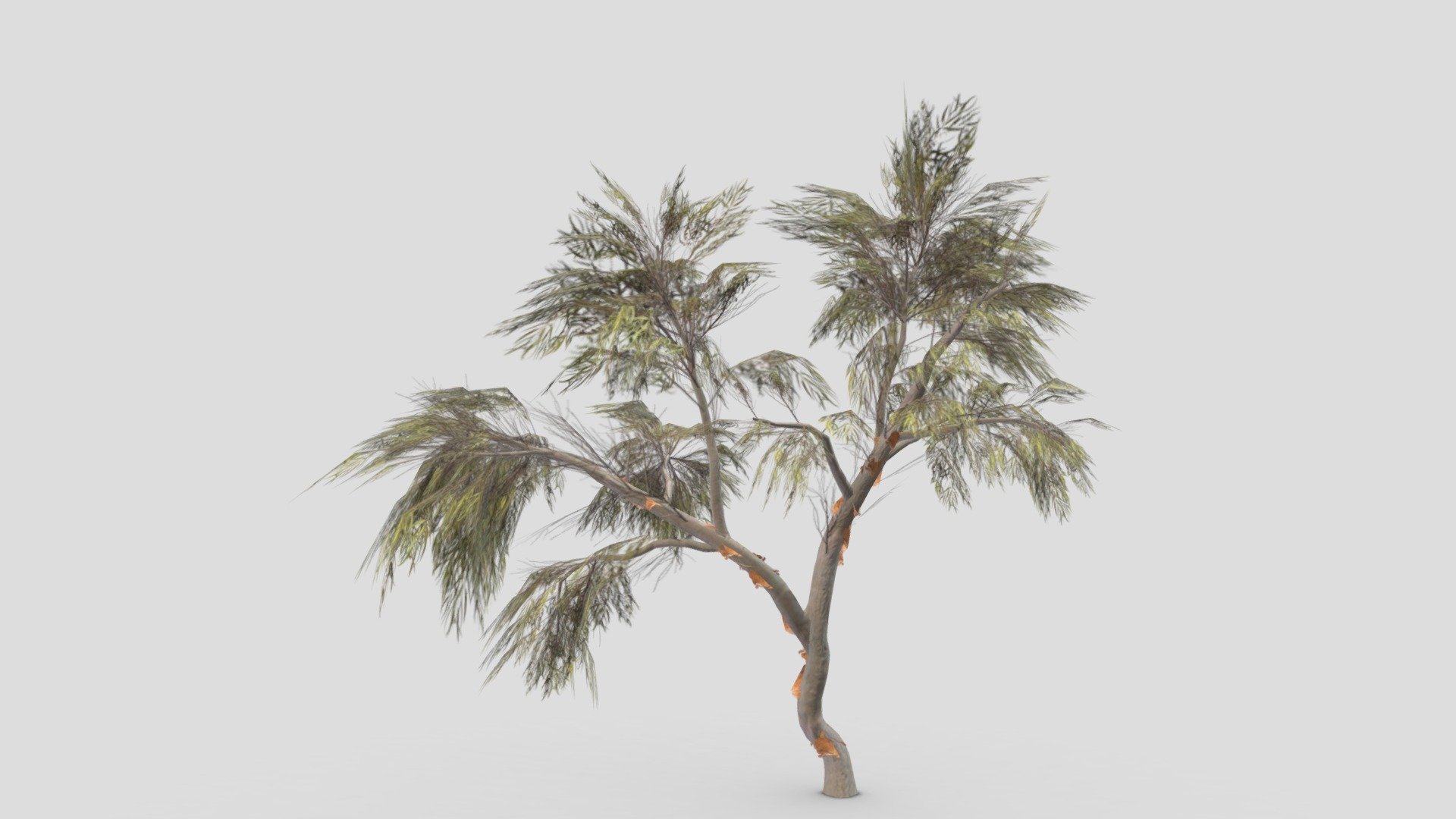 Eucalyptus Tree- 08 3d model