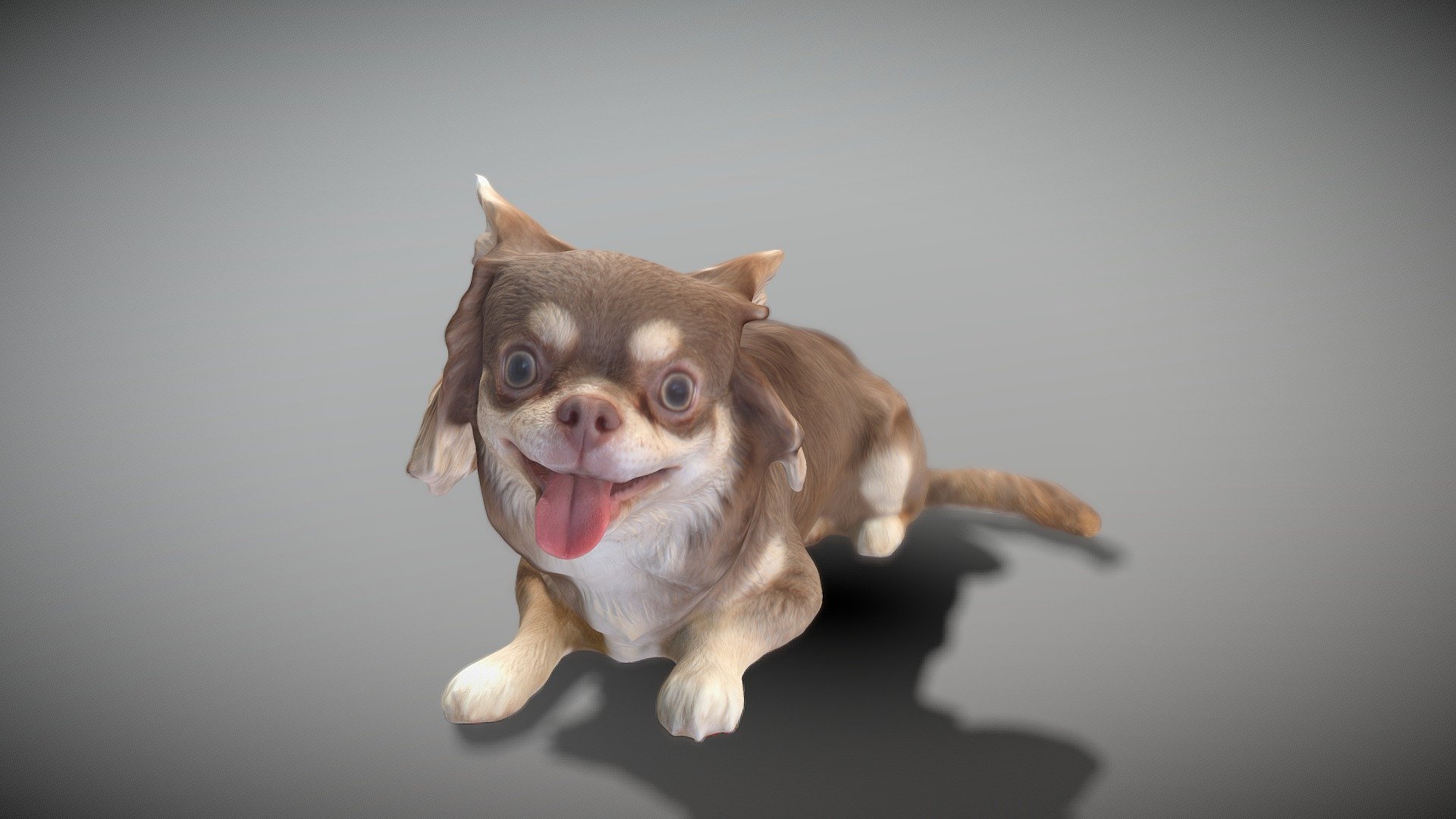 Chihuahua dog lying down 36 3d model