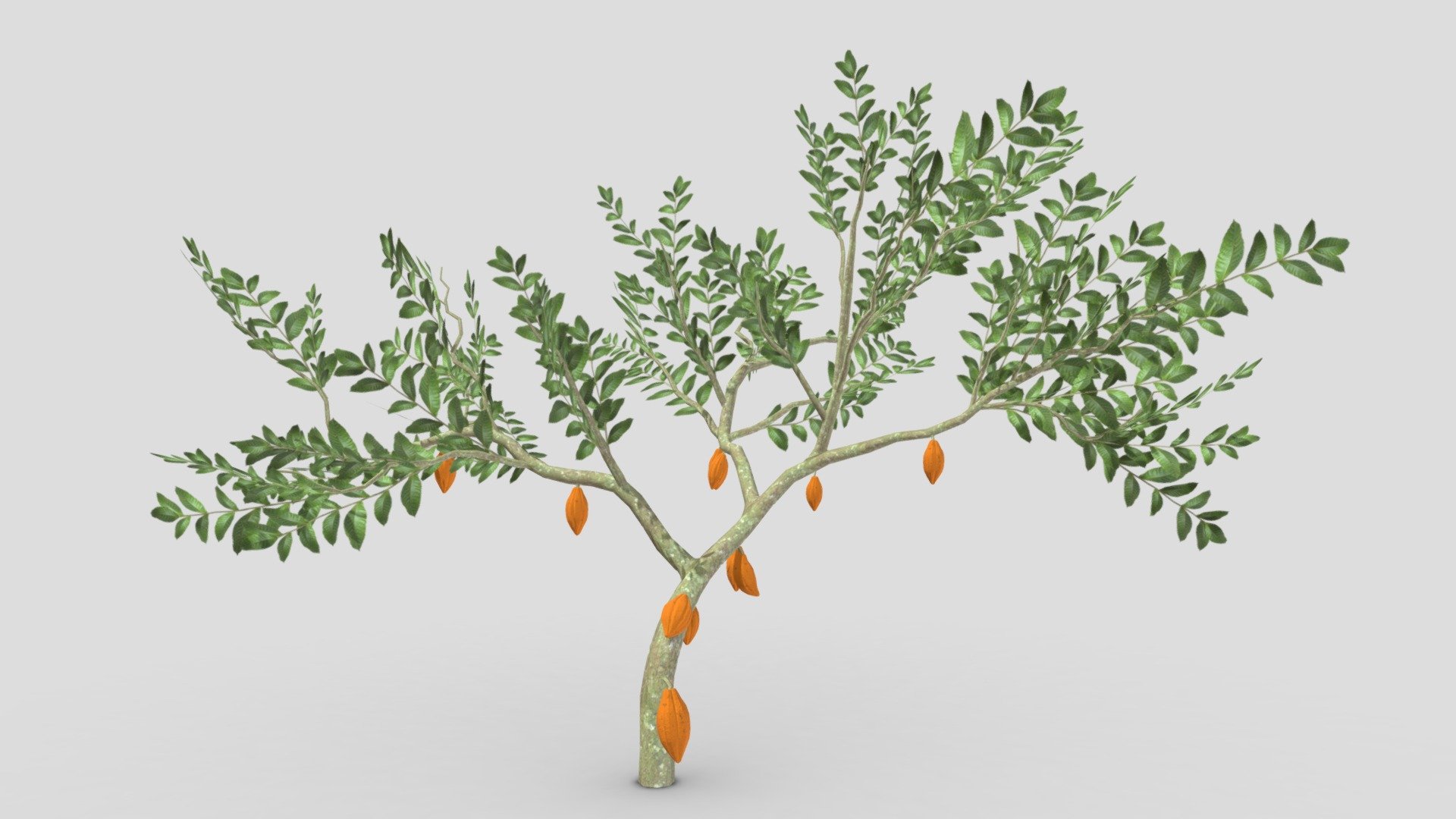 Cacao Tree(Orang Fruit)- 02 3d model