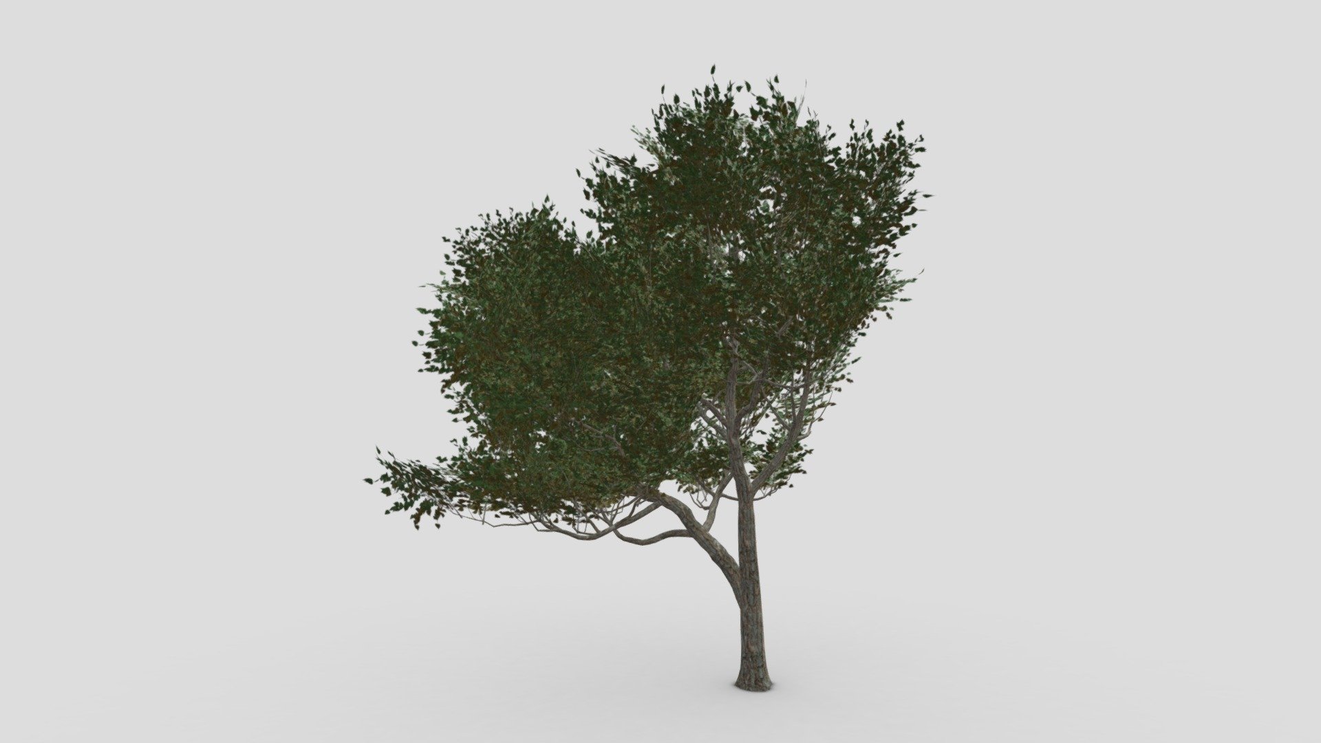 River Birch-SK-08 3d model