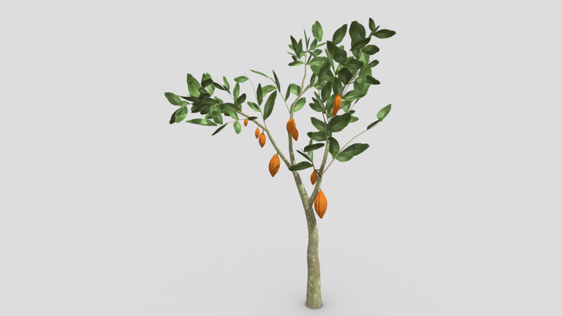 Cacao Tree(Orang Fruit)- 01 3d model