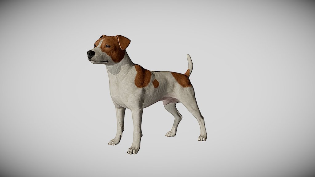 Jack Russel 3d model