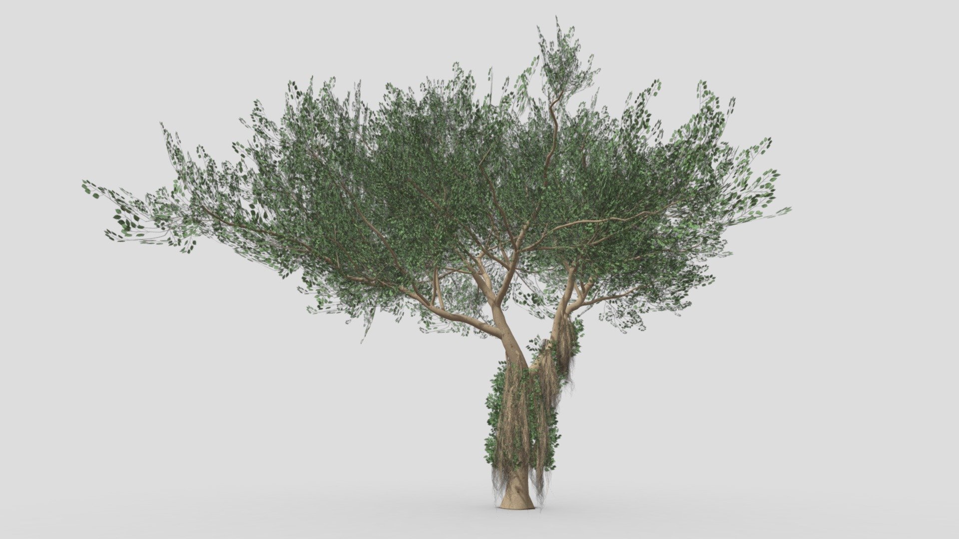 Ficus Benjamina Tree-S10 3d model