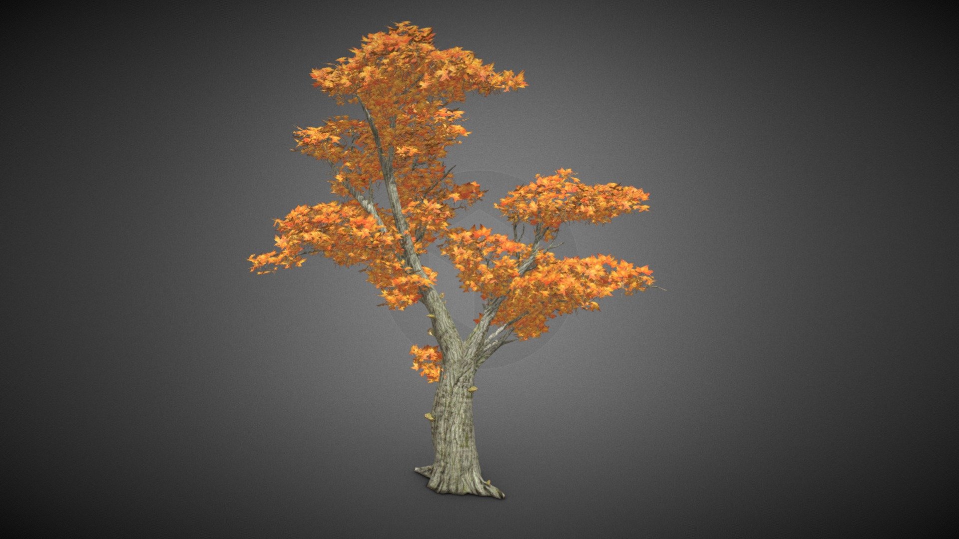 Tree Maple Leaf 3d model