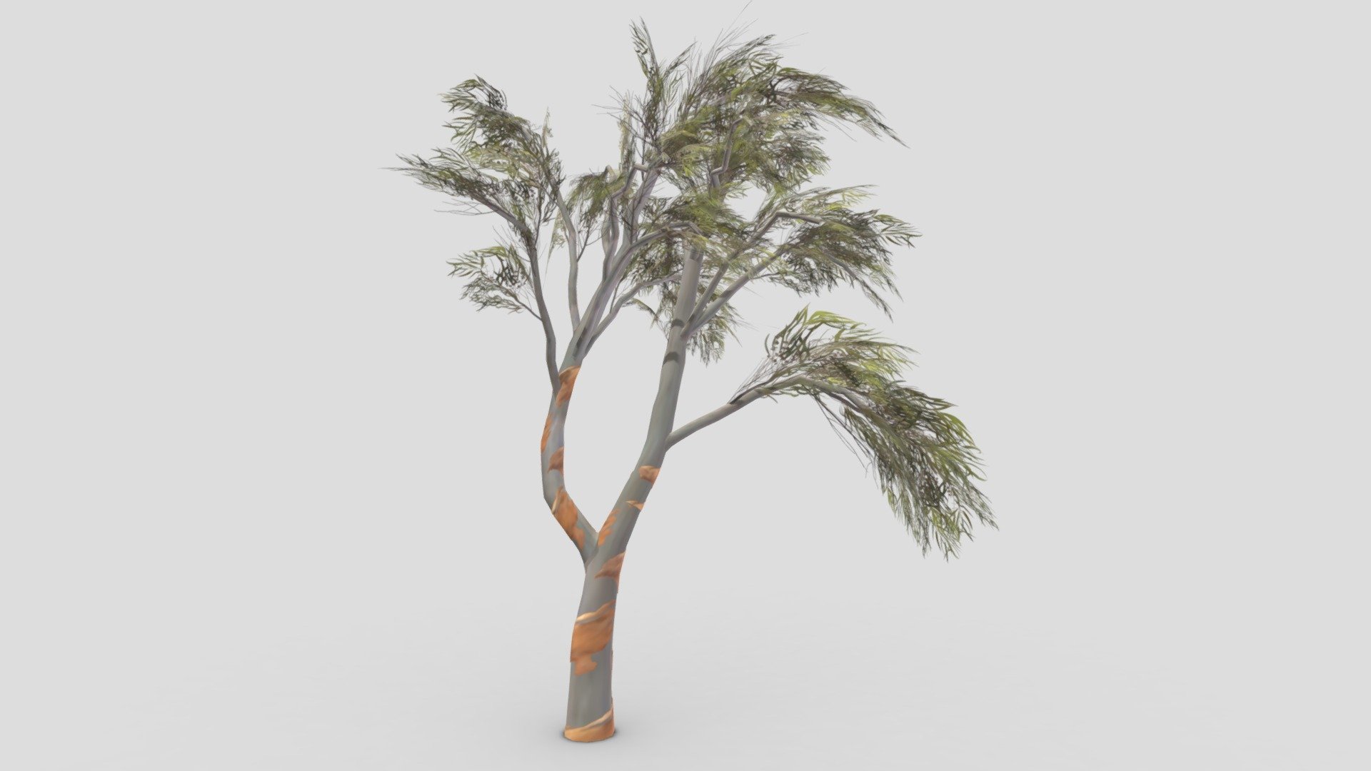 Eucalyptus Tree- 18 3d model