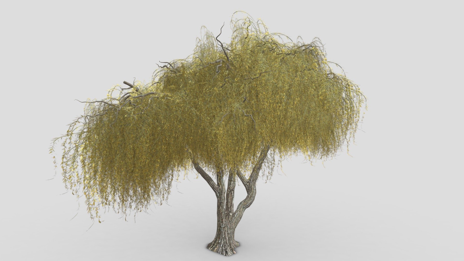 Weeping Willow Tree-S3 3d model