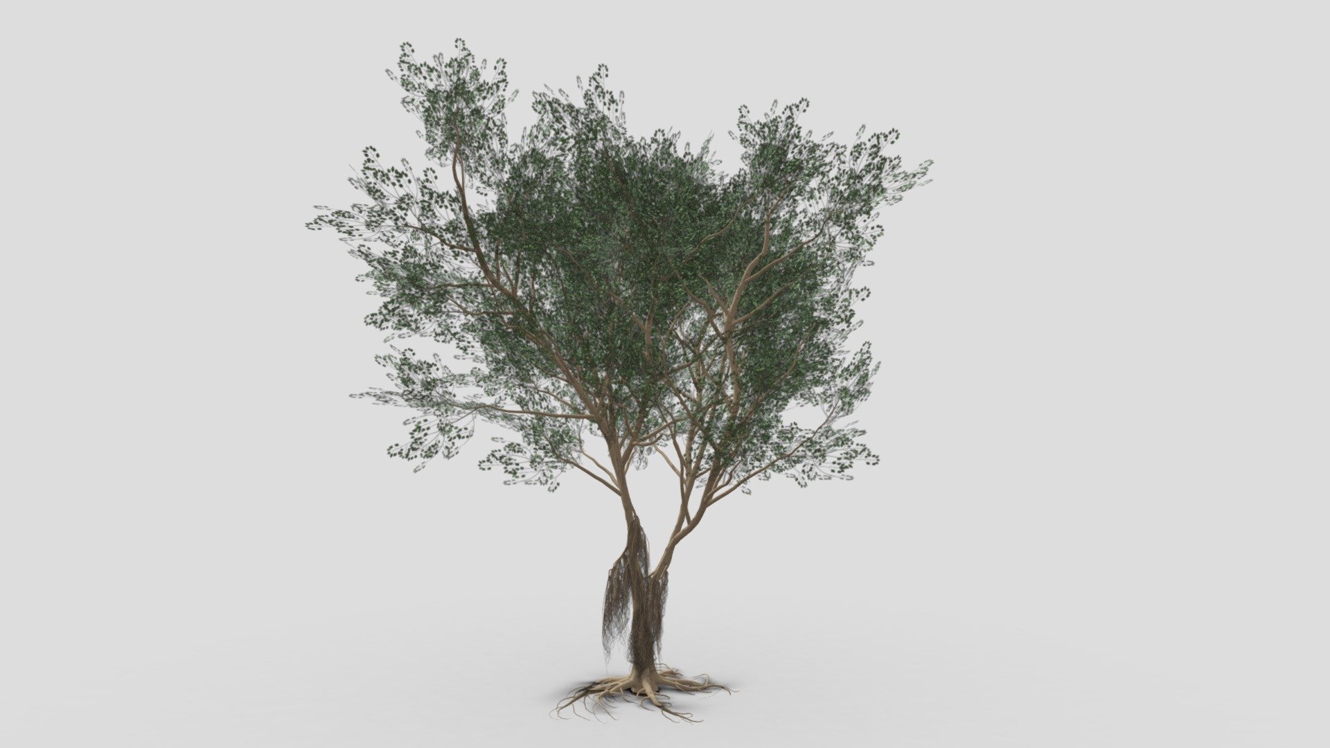 Ficus Benjamina Tree-S18 3d model