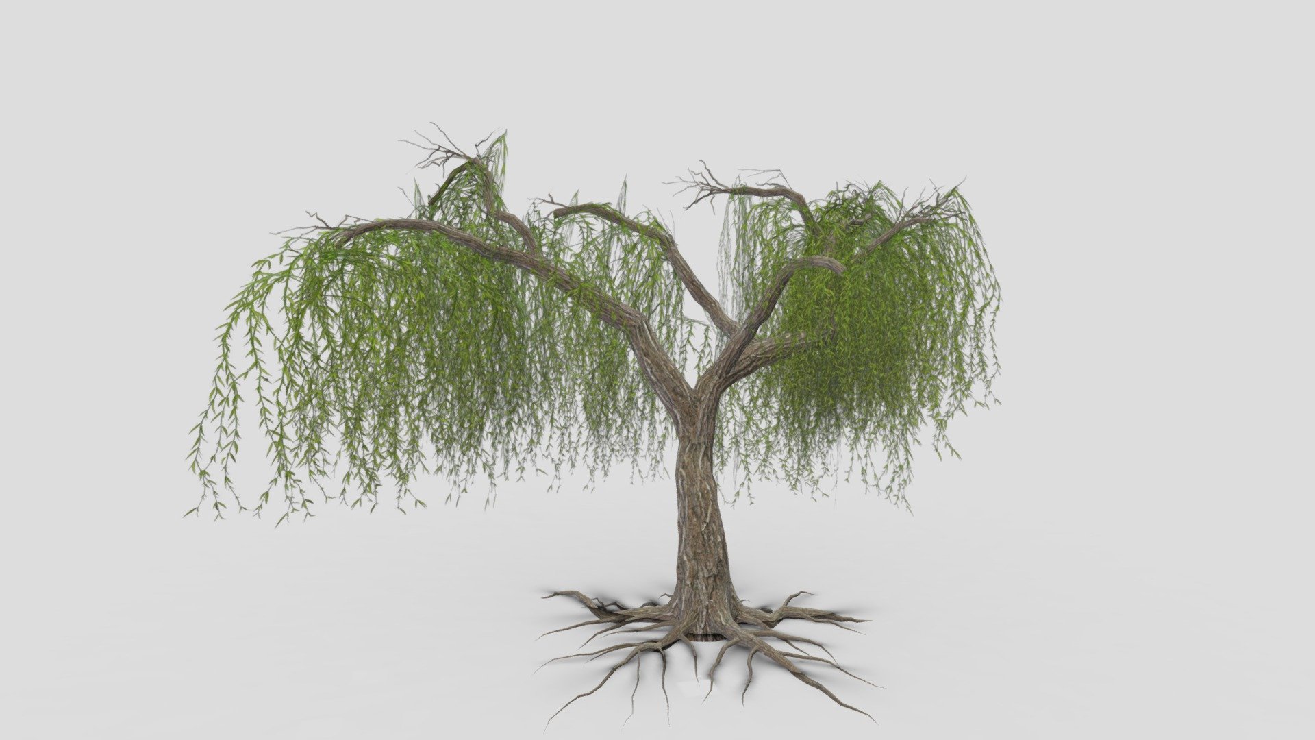 Weeping Willow Tree-04 3d model