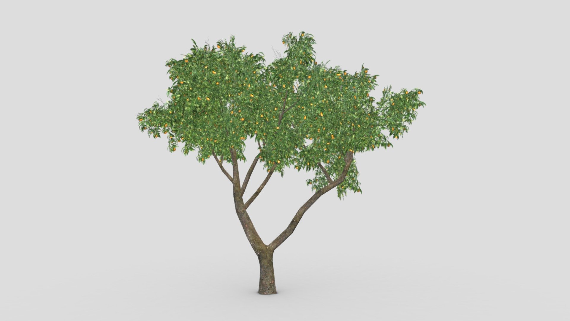 Orange Tree- S07 3d model