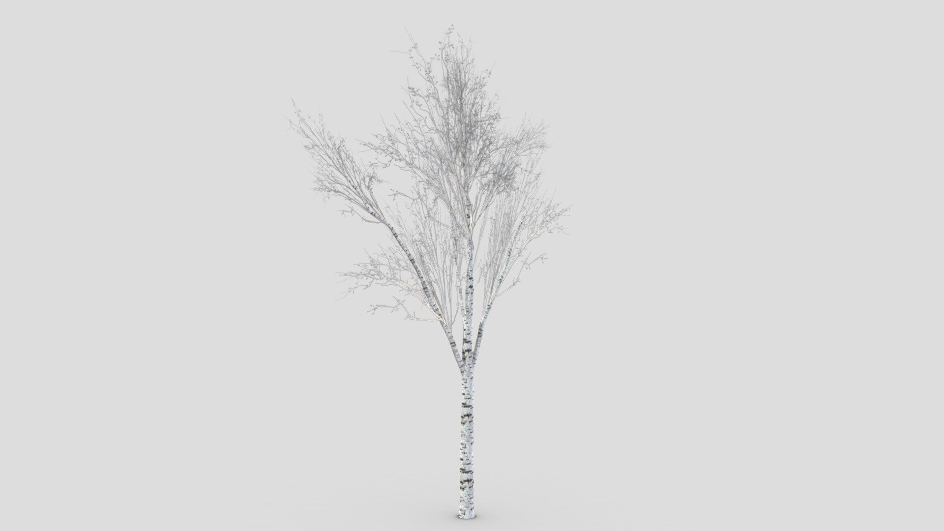 White Birch Tree-ST-38 3d model