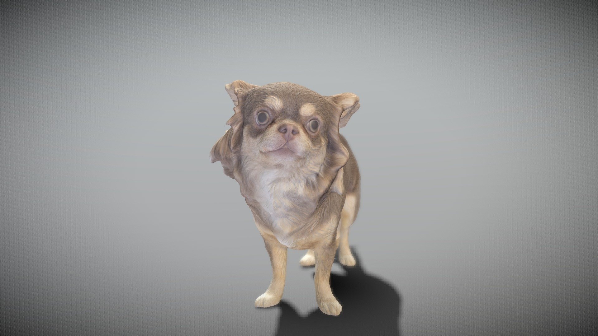 Сhihuahua dog 24 3d model