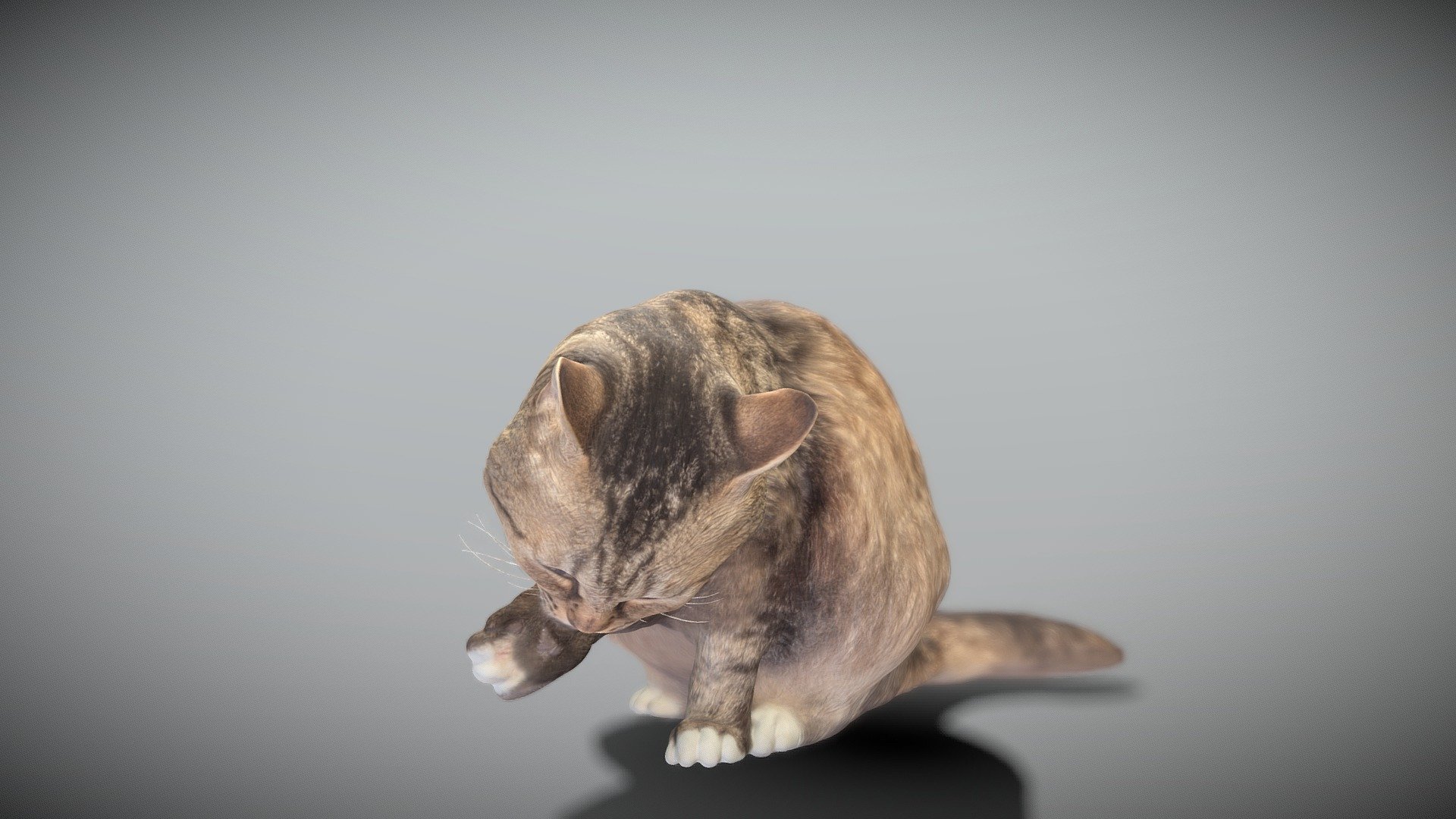 Fluffy cat licking itself 34 3d model